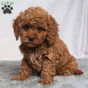 Quincy, Cavapoo Puppy
